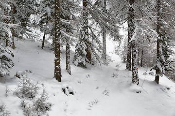 Image showing Winter Snowy Landscape