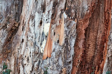 Image showing Tree Trunk Closeup