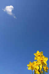 Image showing Yellow daffodils