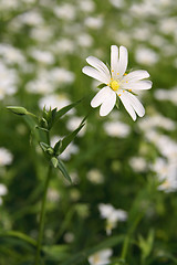 Image showing Stellaria holostea