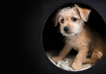 Image showing Cute brown puppy in a dark box