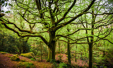 Image showing Big old tree wih moss