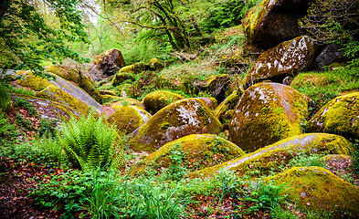 Image showing Boulders in the forest at Huelgoat in Brittany
