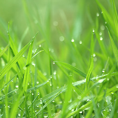Image showing Drippy grass