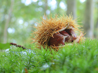 Image showing Chestnuts