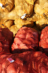 Image showing Scallop shells