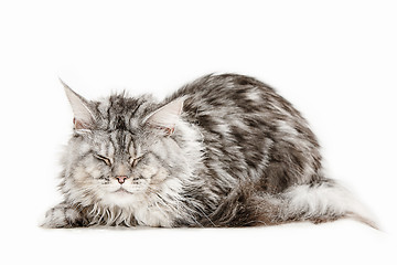 Image showing Maine Coon sitting and looking away, isolated on white