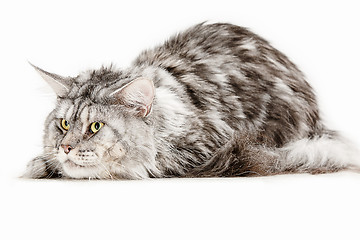 Image showing Maine Coon sitting and looking away, isolated on white