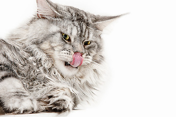 Image showing Maine Coon sitting and looking away, isolated on white