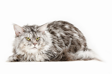 Image showing Maine Coon sitting and looking away, isolated on white