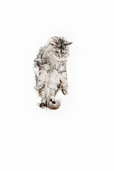 Image showing Maine Coon jumping and looking away, isolated on white