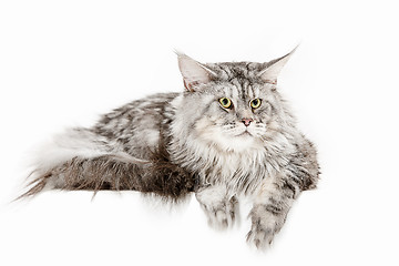 Image showing Maine Coon sitting and looking away, isolated on white