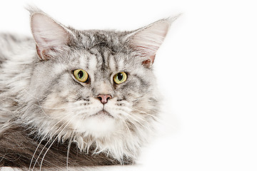 Image showing Maine Coon sitting and looking away, isolated on white