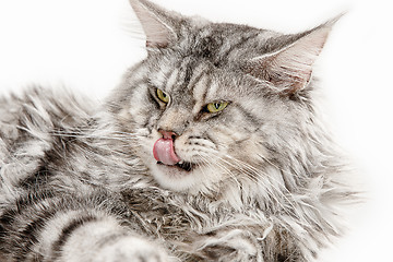 Image showing Maine Coon sitting and looking away, isolated on white