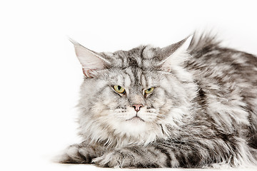 Image showing Maine Coon sitting and looking away, isolated on white