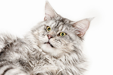 Image showing Maine Coon sitting and looking away, isolated on white