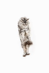 Image showing Maine Coon jumping and looking away, isolated on white