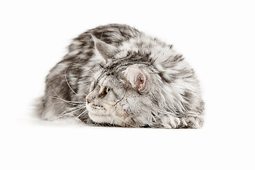 Image showing Maine Coon sitting and looking away, isolated on white