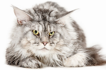 Image showing Maine Coon sitting and looking away, isolated on white