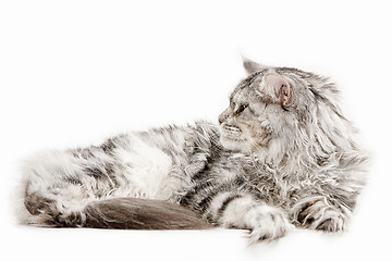 Image showing Maine Coon sitting and looking away, isolated on white