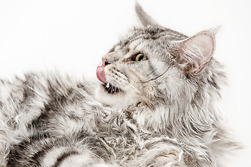 Image showing Maine Coon sitting and looking away, isolated on white