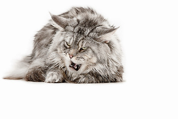 Image showing Maine Coon sitting and looking away, isolated on white