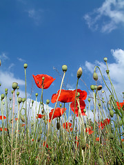 Image showing Poppies In A Field