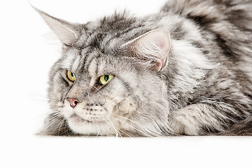 Image showing Maine Coon sitting and looking away, isolated on white