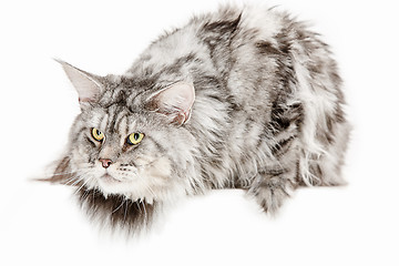 Image showing Maine Coon sitting and looking away, isolated on white