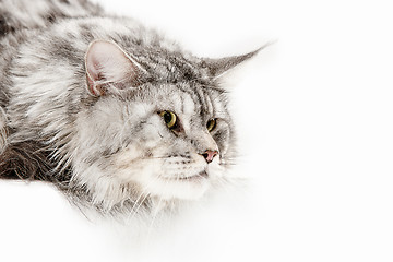 Image showing Maine Coon sitting and looking away, isolated on white