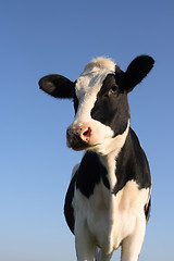 Image showing Attentive cow