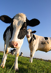 Image showing Attentive Cows