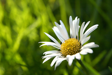 Image showing First daisy horizontal