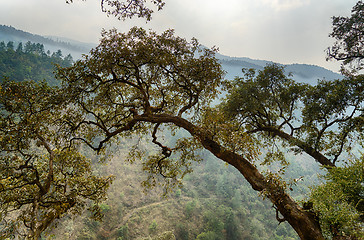 Image showing Hiking in Nepal jungle forest