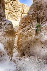 Image showing Israeli desert travel