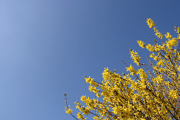 Image showing Yellow Forsythia