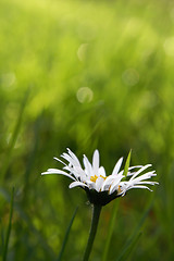 Image showing First daisy