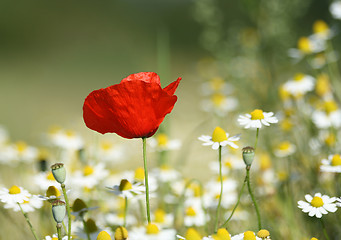 Image showing Lonesome Poppy