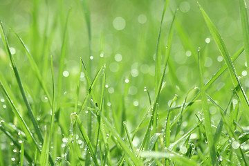 Image showing Drippy grass