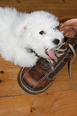 Image showing Licking puppy