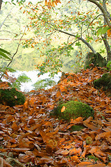 Image showing Autumn in the forest