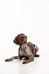 Image showing German Shorthaired Pointer - Kurzhaar puppy dog isolated on white background