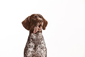 Image showing German Shorthaired Pointer - Kurzhaar puppy dog isolated on white background