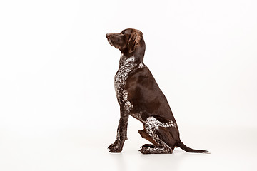 Image showing German Shorthaired Pointer - Kurzhaar puppy dog isolated on white background