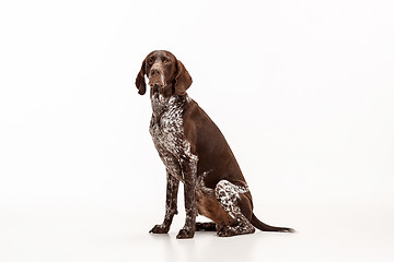 Image showing German Shorthaired Pointer - Kurzhaar puppy dog isolated on white background