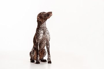 Image showing German Shorthaired Pointer - Kurzhaar puppy dog isolated on white background