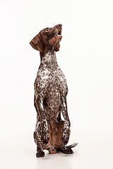 Image showing German Shorthaired Pointer - Kurzhaar puppy dog isolated on white background