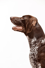 Image showing German Shorthaired Pointer - Kurzhaar puppy dog isolated on white background