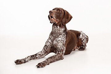 Image showing German Shorthaired Pointer - Kurzhaar puppy dog isolated on white background