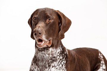 Image showing German Shorthaired Pointer - Kurzhaar puppy dog isolated on white background